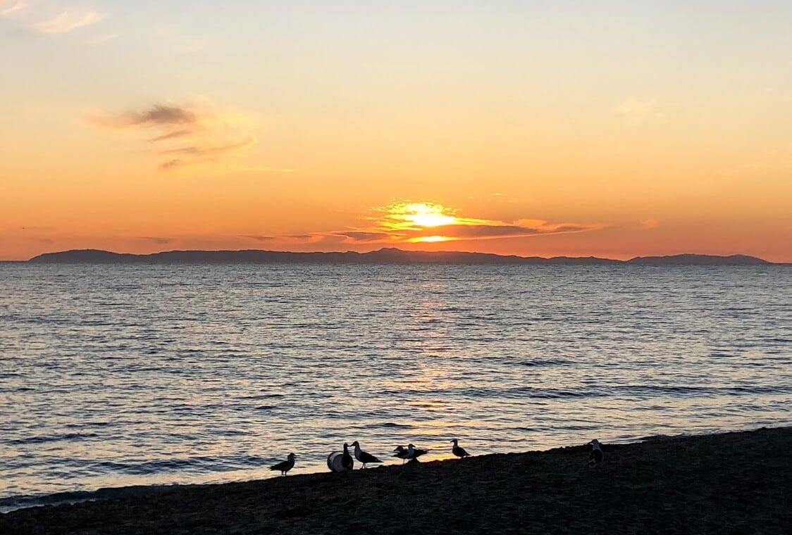 Birds on beach at sunset (1)