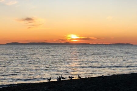 Birds on beach at sunset (1)