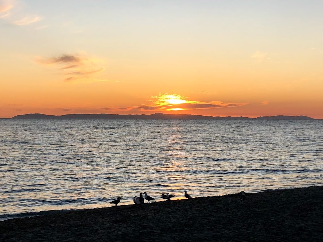 Birds on beach at sunset