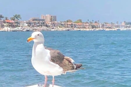 Newport Lifestyle2