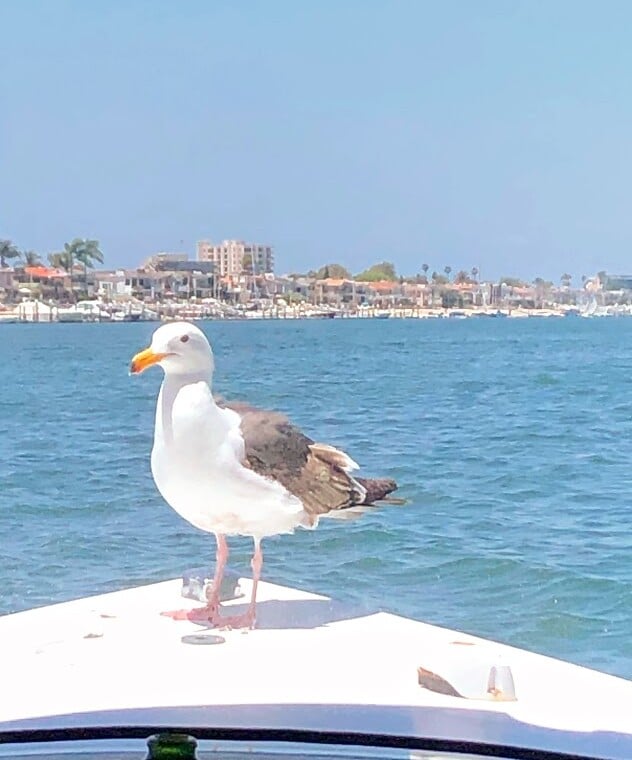 Newport Lifestyle2