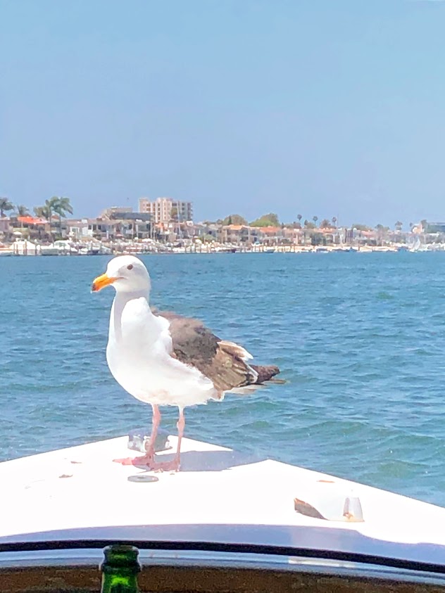 Newport Lifestyle2
