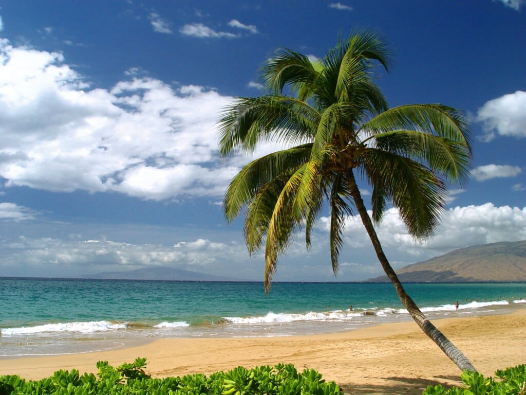Top Image PA Letter Beach Palmtree