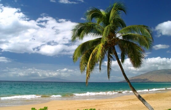 Top Image PA Letter Beach Palmtree