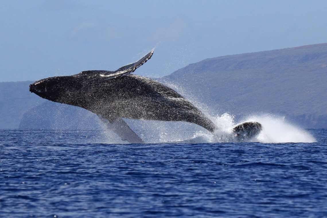 big whale