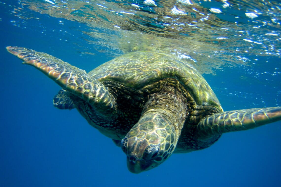 turtle