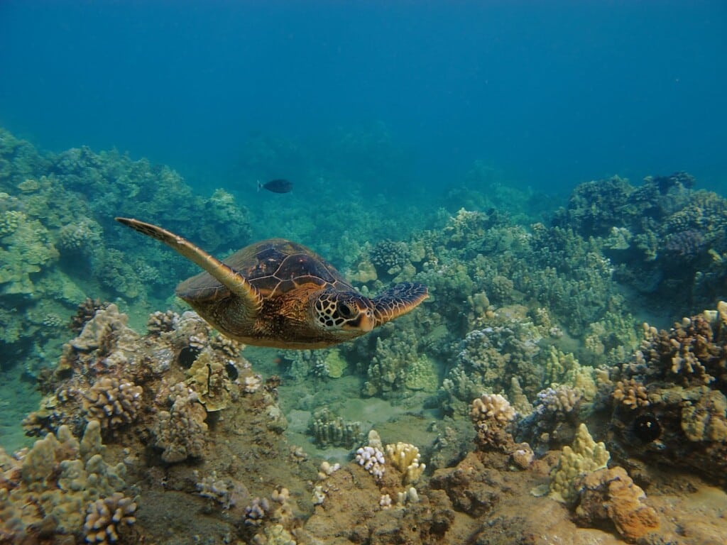 turtle swimming