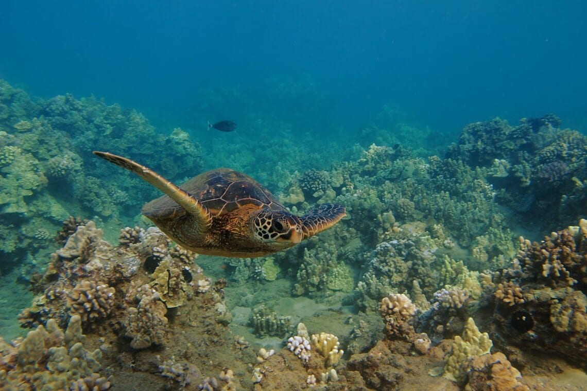 turtle swimming