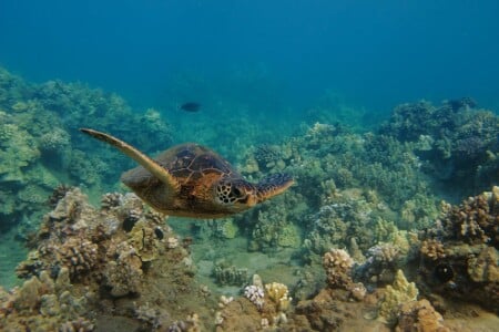 turtle swimming