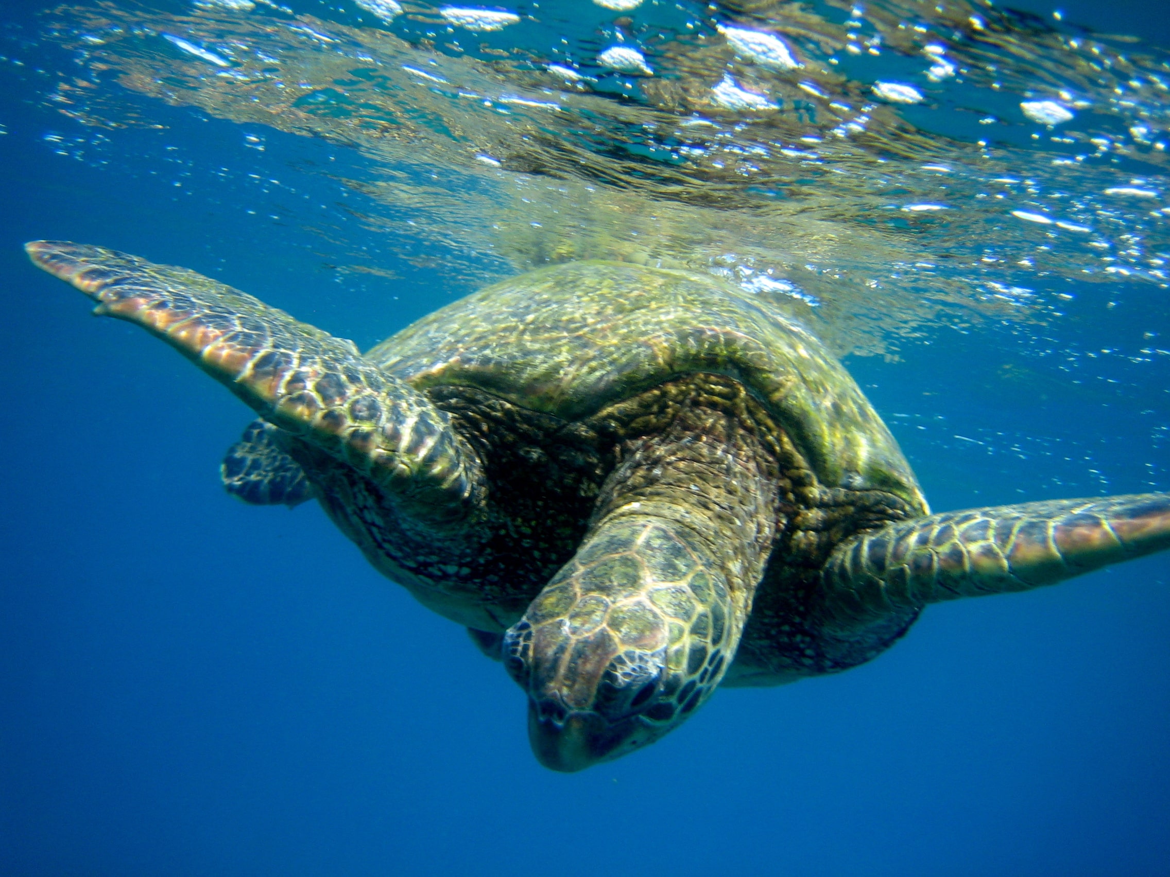 turtle