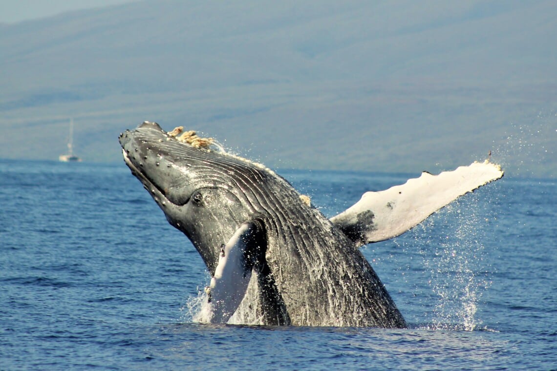 whale close up